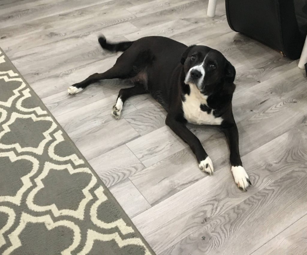 Click and lock laminate flooring in pearl grey